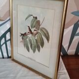 Gravure oiseaux encadrée