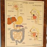 School poster science tables rossignol