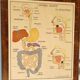 Affiche scolaire tableaux de science rossignol