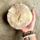 Fungia, white coral