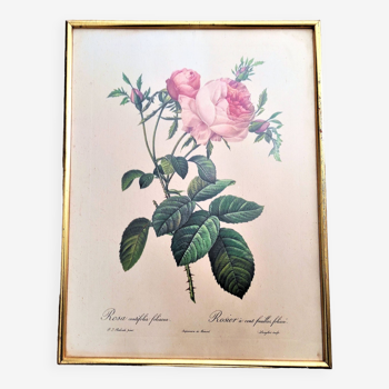 Engraving rosa centifolia foliacea pj redoute pinx de remond framed