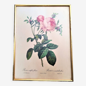 Gravure rosa centifolia foliacea pj redoute pinx de remond encadrée