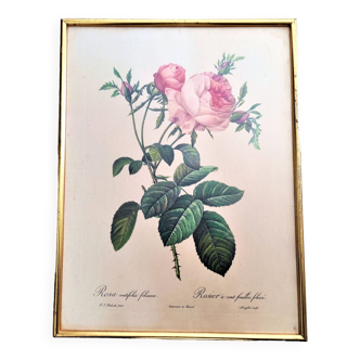 Engraving rosa centifolia foliacea pj redoute pinx de remond framed