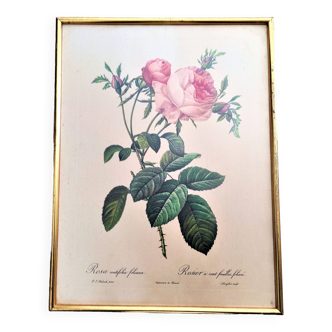 Gravure rosa centifolia foliacea pj redoute pinx de remond encadrée