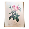 Engraving rosa centifolia foliacea pj redoute pinx de remond framed