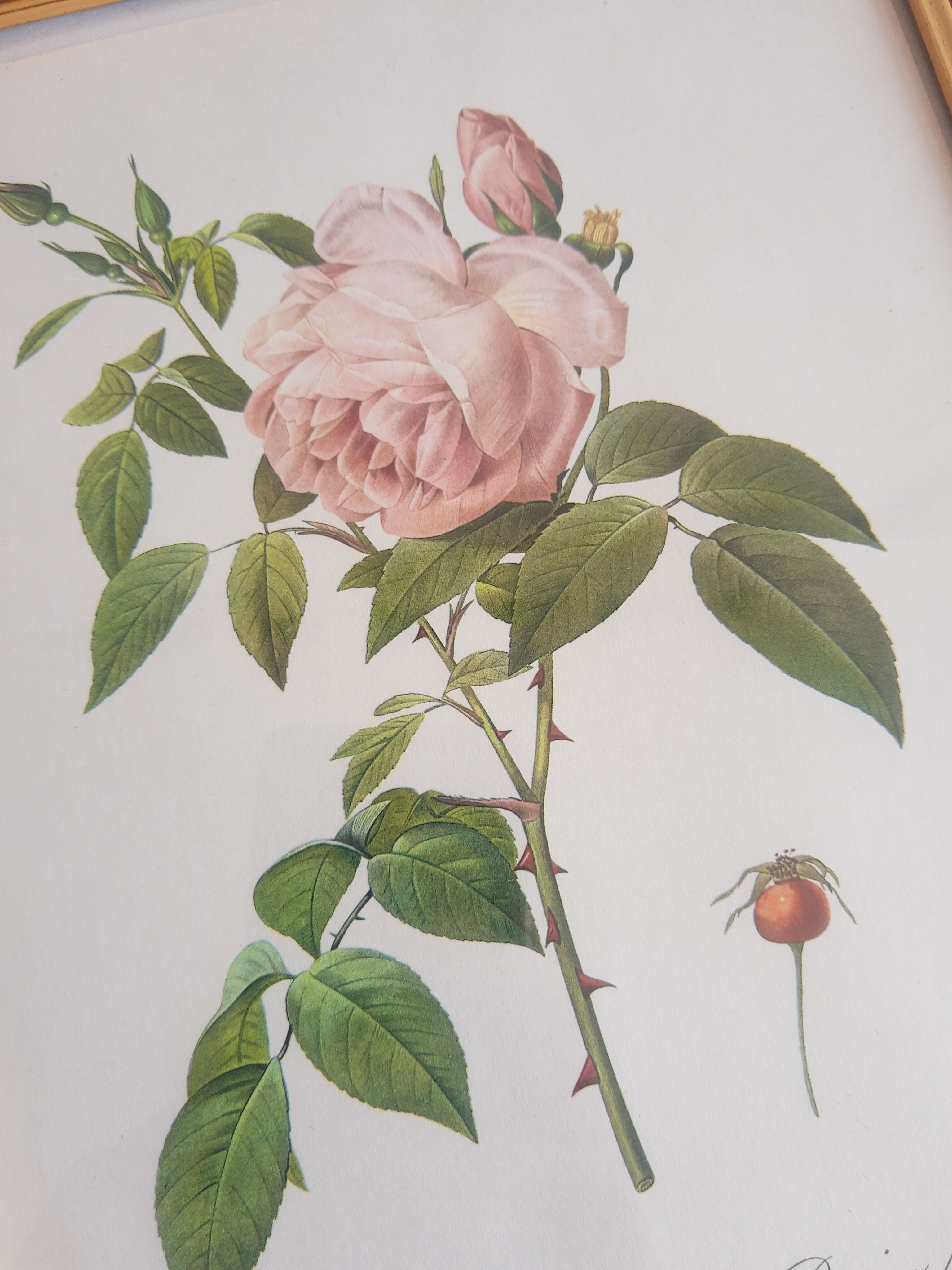 Frame botanical reproduction P.J Dreaded Vintage fragrant Indian rose