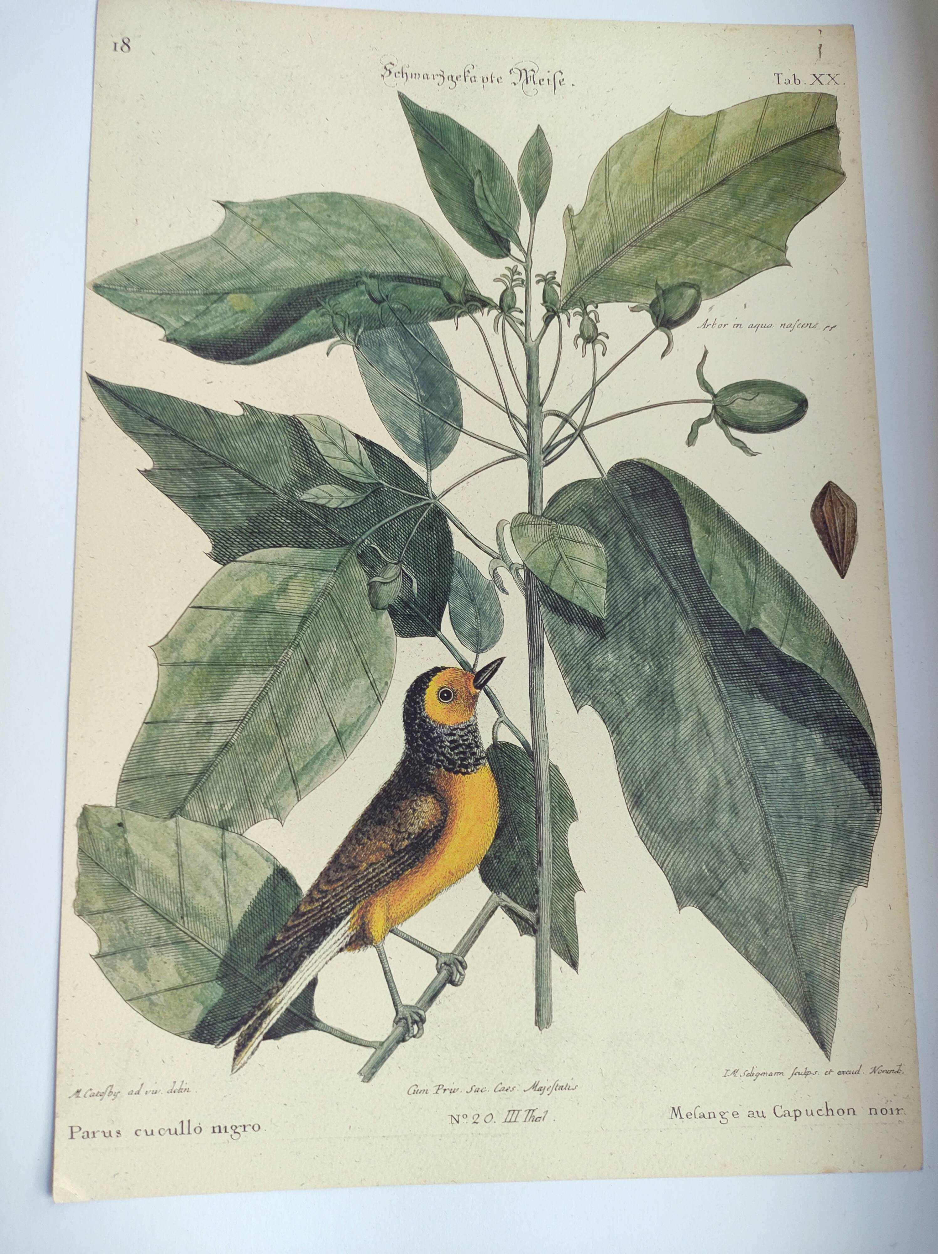 Antique bird engraving from 1973 - Black-capped Tit - Zoological plate by Seligmann & Catesby