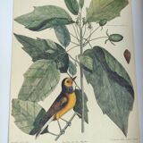 Antique bird engraving from 1973 - Black-capped Tit - Zoological plate by Seligmann & Catesby