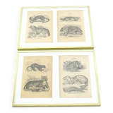 Images zoologiques encadrées, 1970