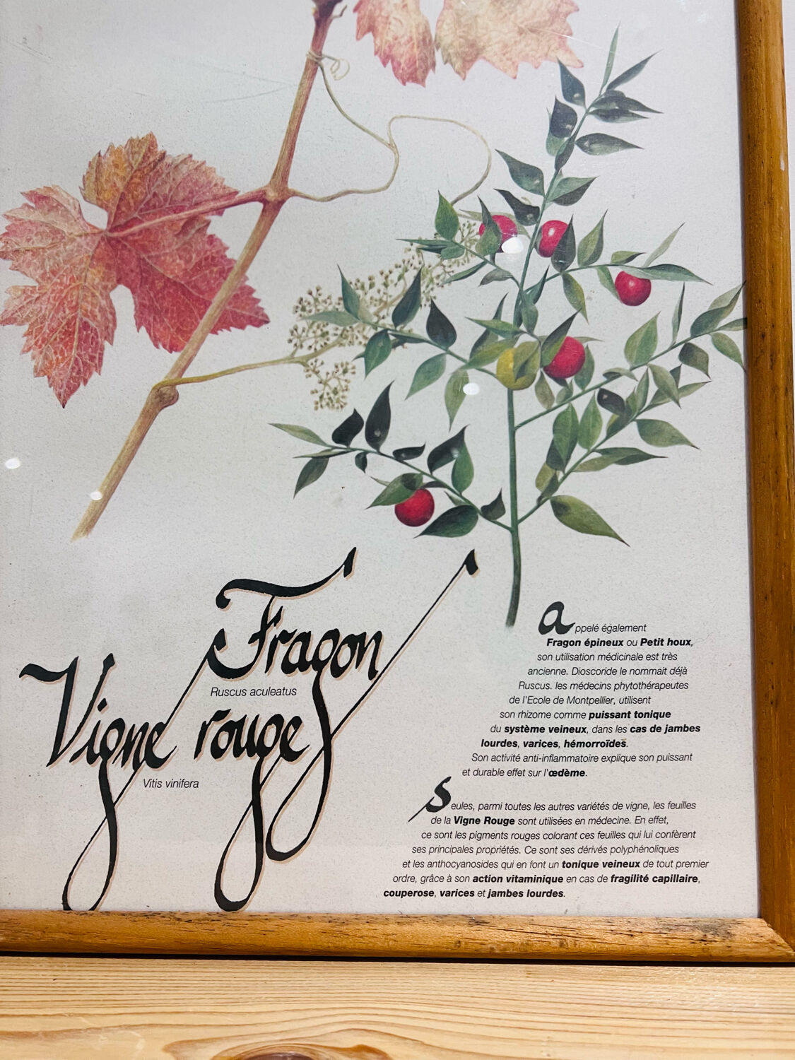 Frame pharmacy herbarium dragon and red vine