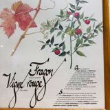 Frame pharmacy herbarium dragon and red vine