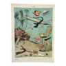 Gravure ancienne 1898, Océan (profond et abysse), faune • Lithographie, Planche originale
