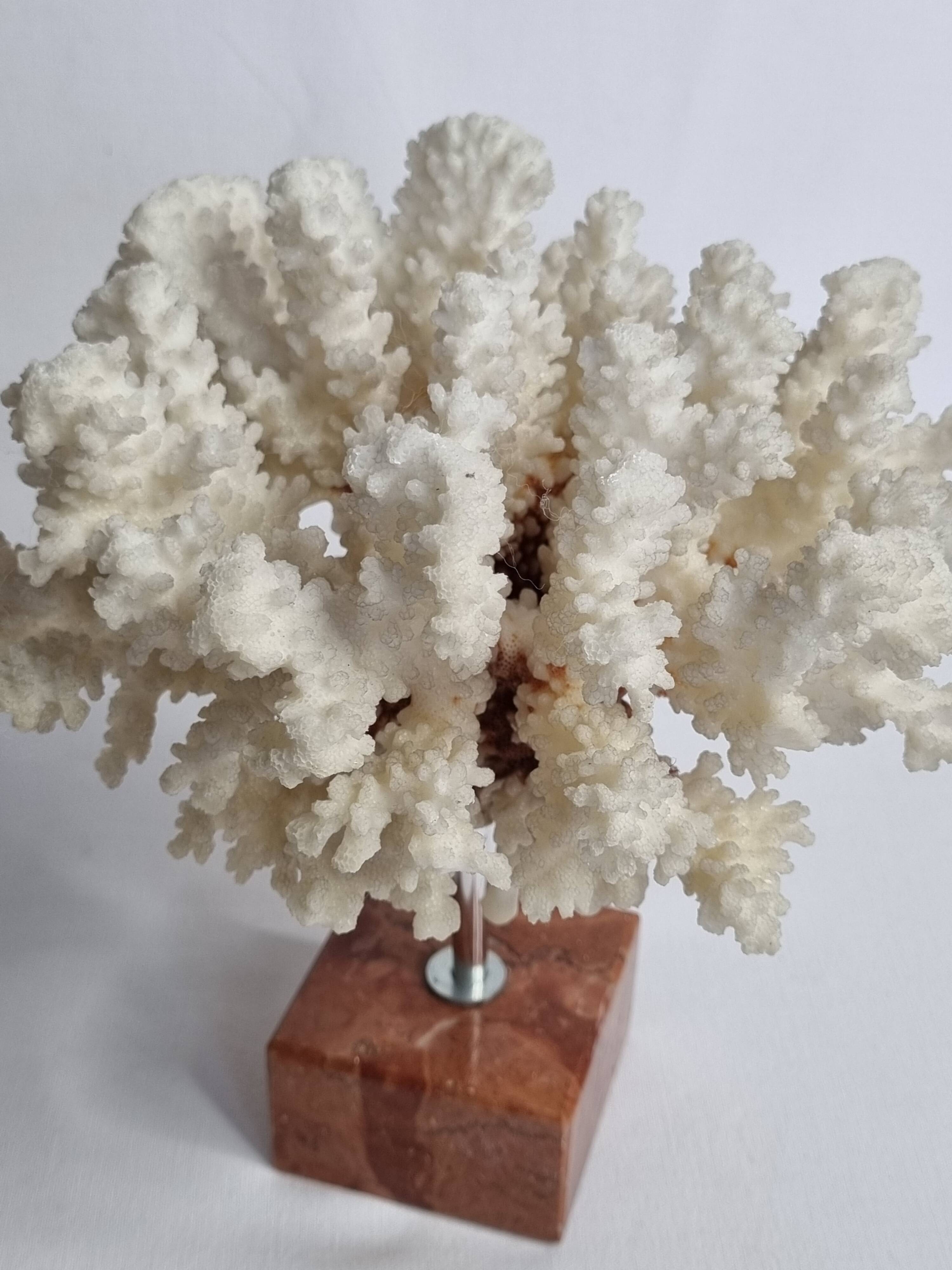 Old white coral on marble base 24 cm