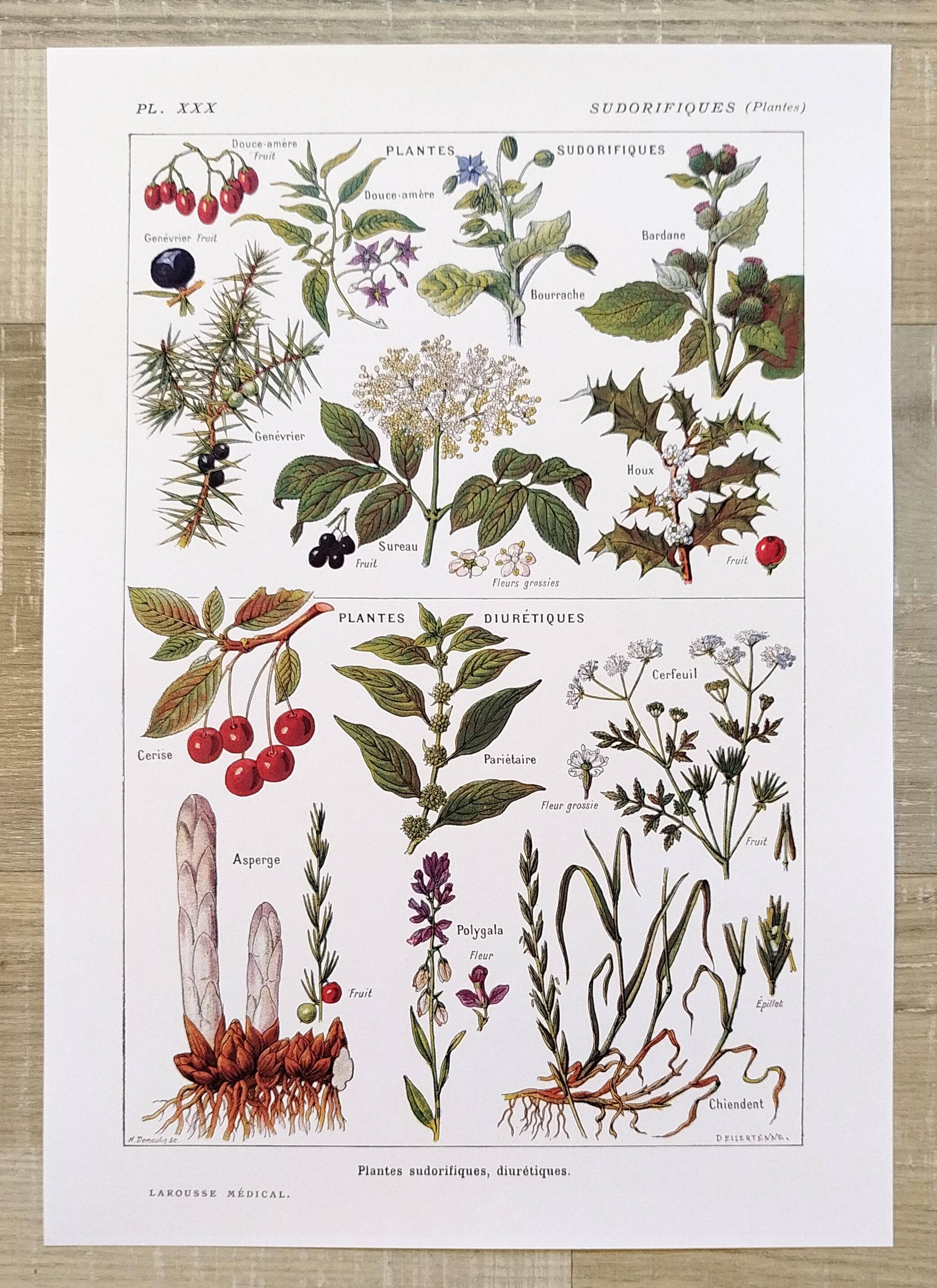 Poster on sudorific plants, based on a 1928 lithograph