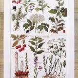 Poster on sudorific plants, based on a 1928 lithograph