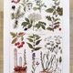 Poster on sudorific plants, based on a 1928 lithograph