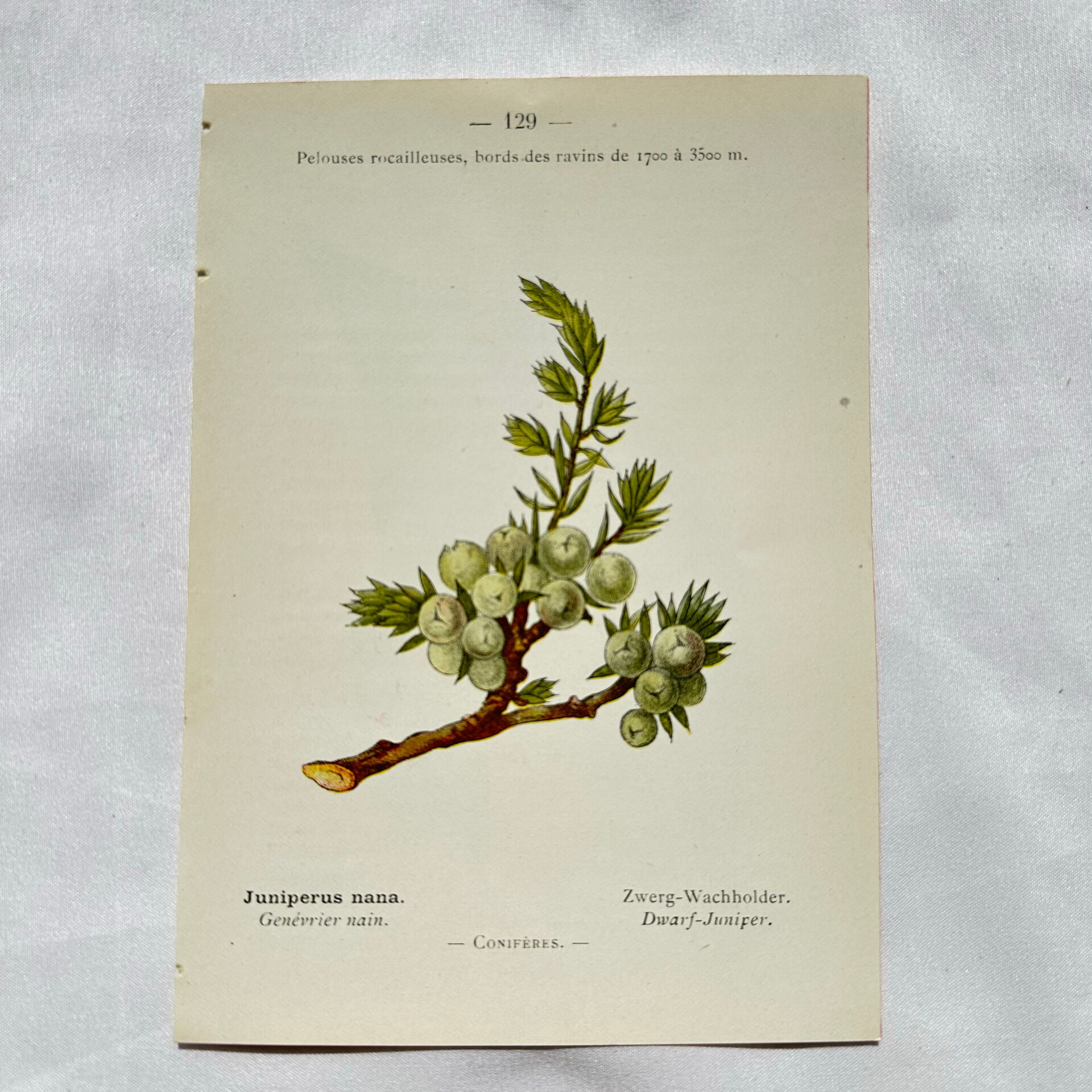 Old Botanical Engraving, "White Hellebore & Dwarf Juniper", Herbie