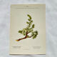Old Botanical Engraving, "White Hellebore & Dwarf Juniper", Herbie