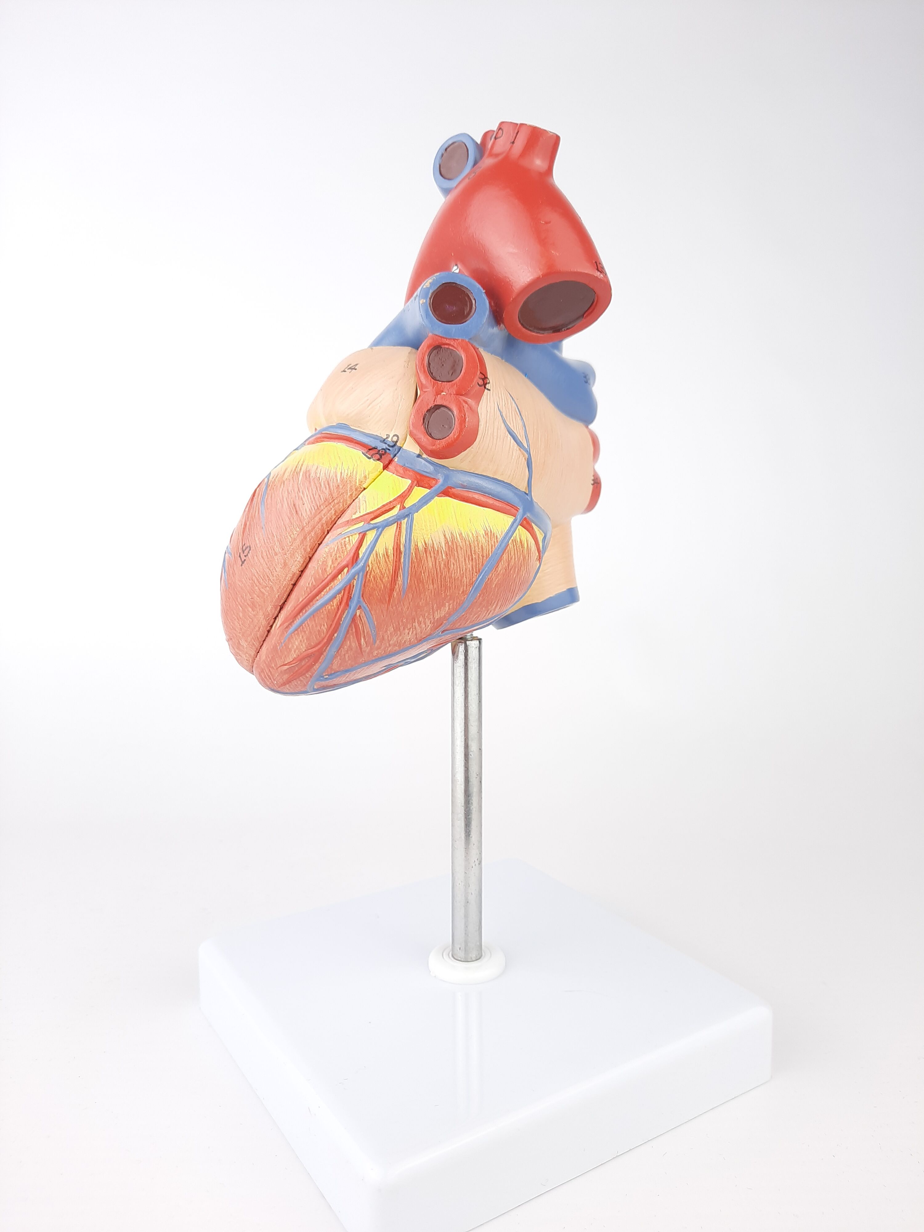 Vintage human heart anatomical model