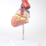 Vintage human heart anatomical model