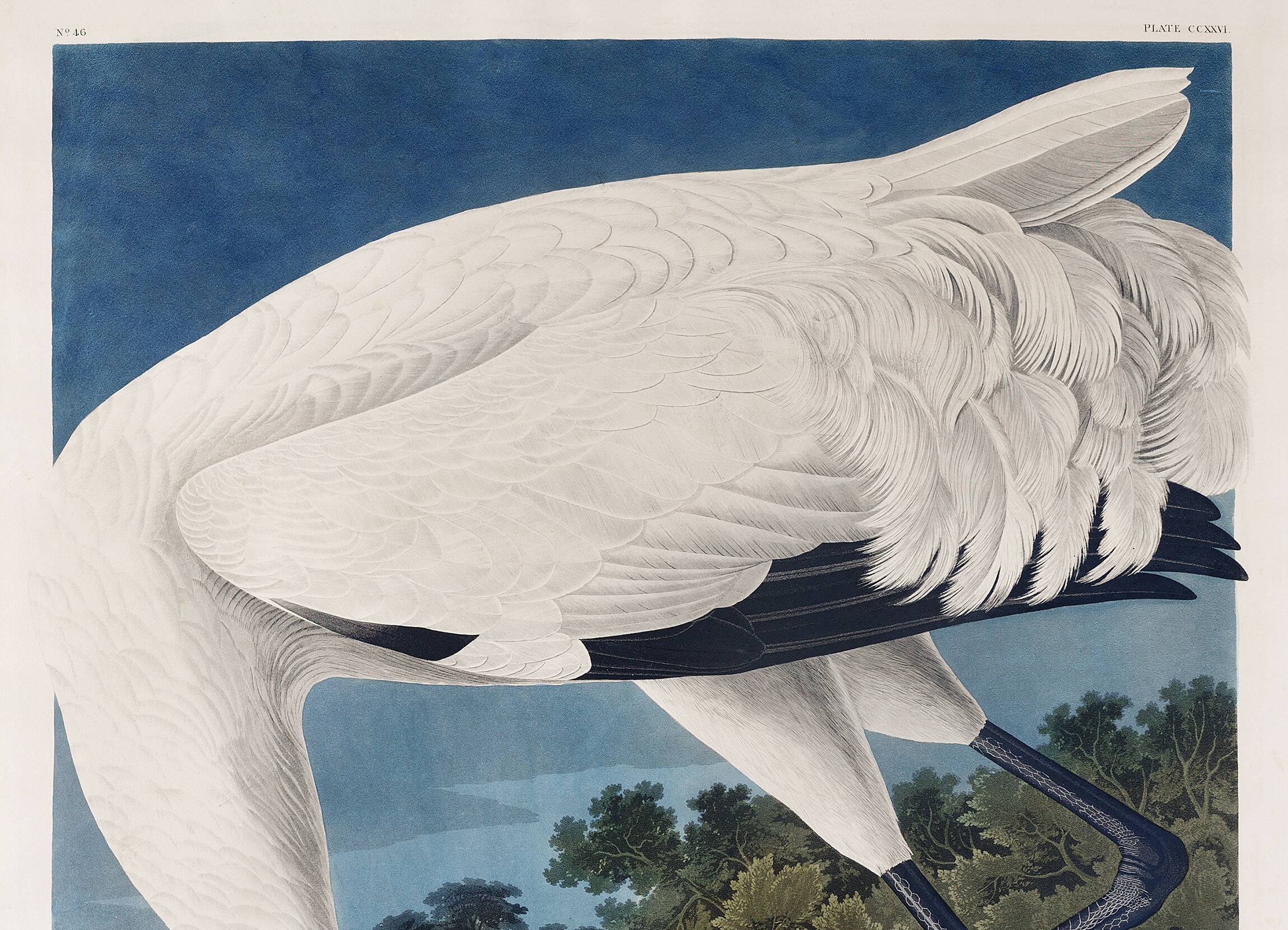 Poster about the Whooping Crane in America, after an old engraving from 182