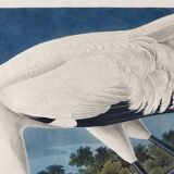 Poster about the Whooping Crane in America, after an old engraving from 182