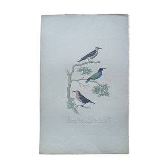 Poster - 19th century zoological engraving of birds - guit-guit