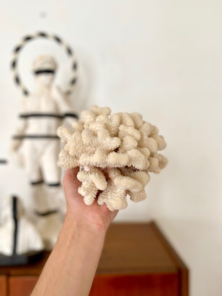 Acropora, corail blanc