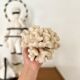 Acropora, corail blanc