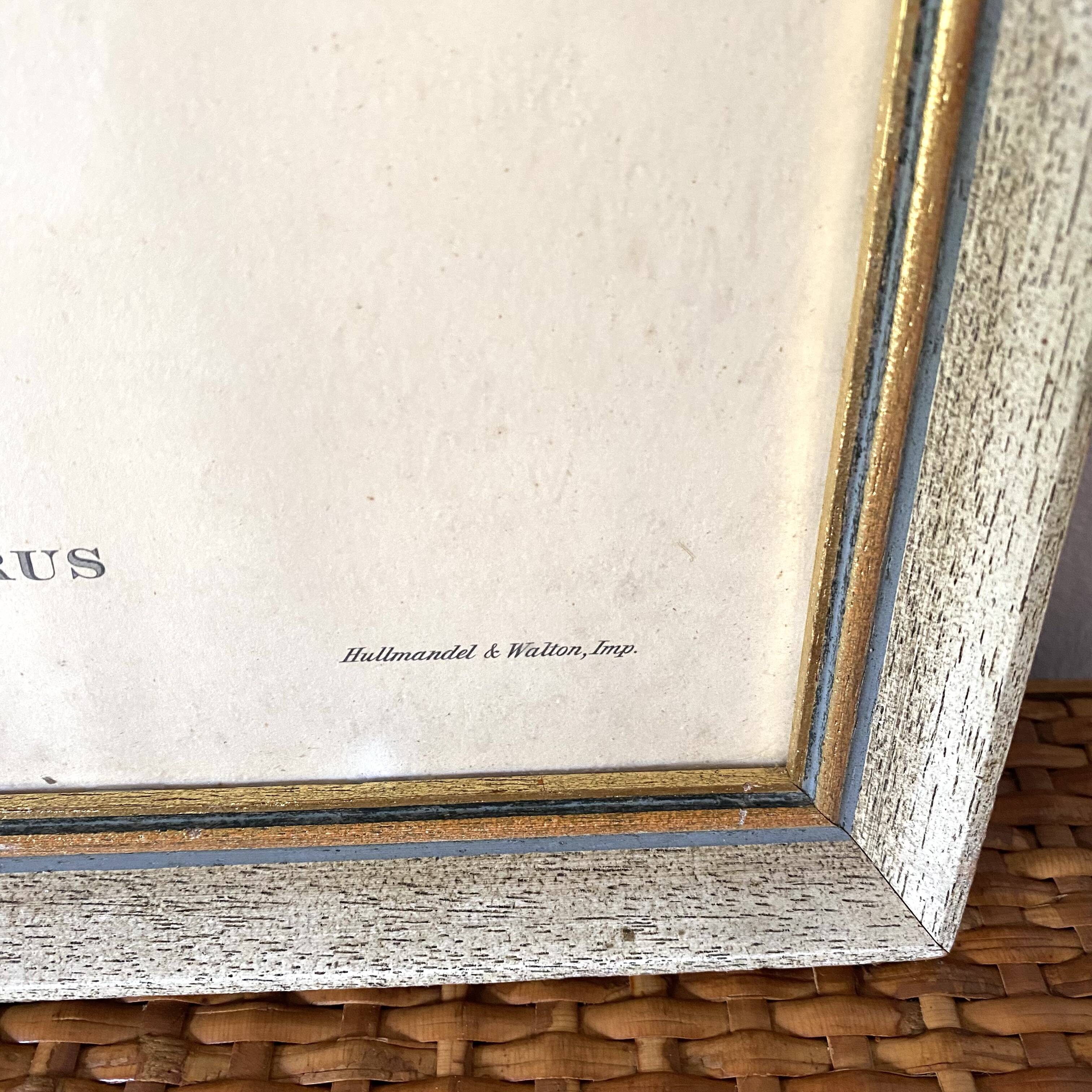 Framed botanical board birds 34X44