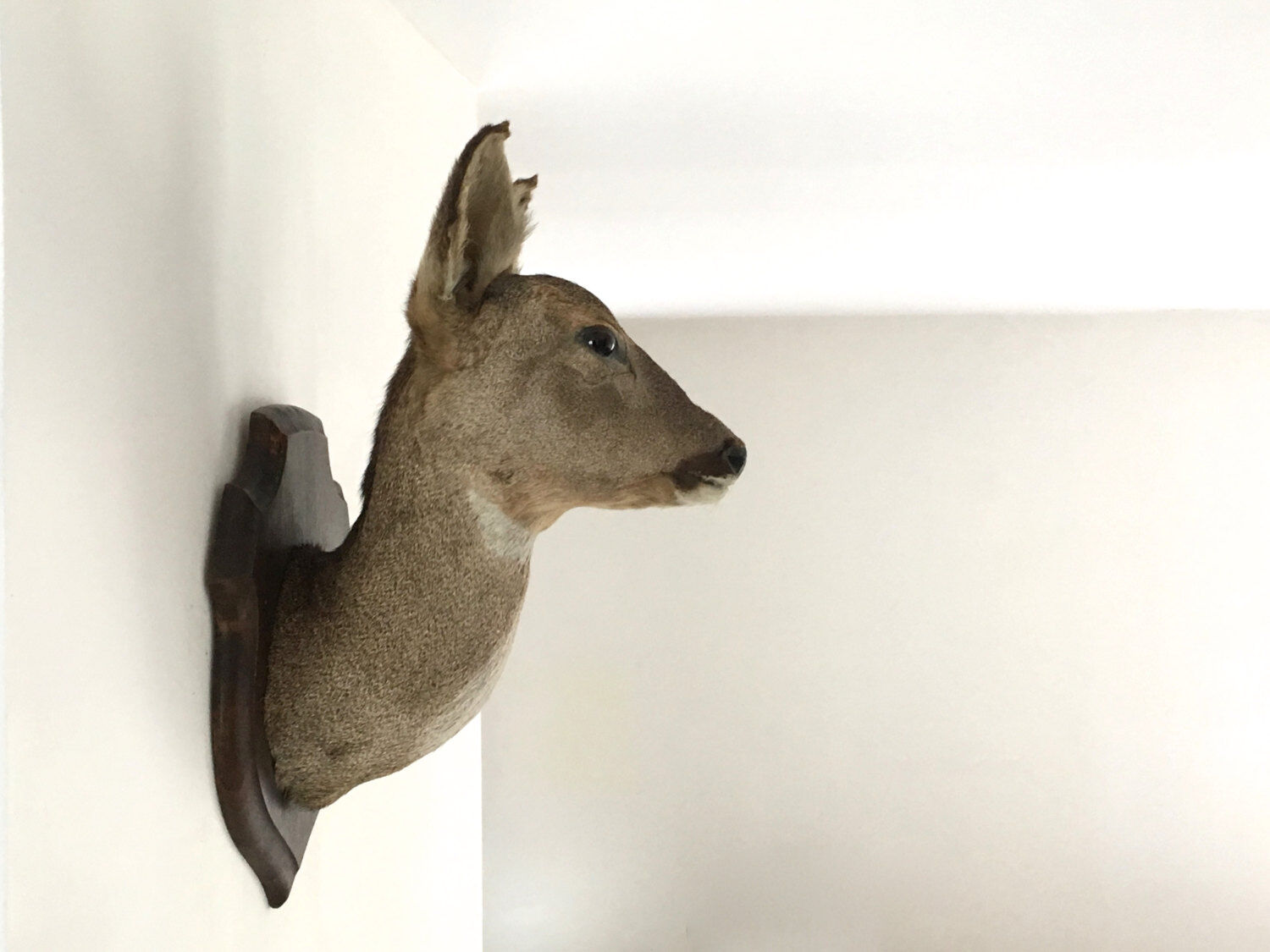 Tête de biche naturalisée