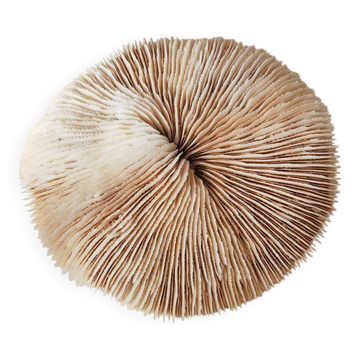 Shark cushion coral