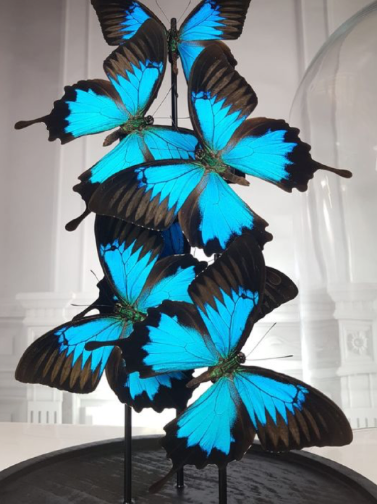 Blue emperor butterflies under large glass dome