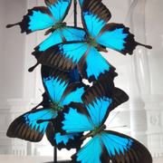 Blue emperor butterflies under large glass dome