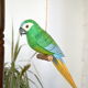 Wooden parrot to hang