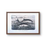 Printed in 1886, The Porpoises