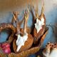 Duo of vintage hunting trophies Art-populaire 50s