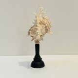 Antique Murex Ramosus Shell on a turned wooden base Napoleon III 19th century