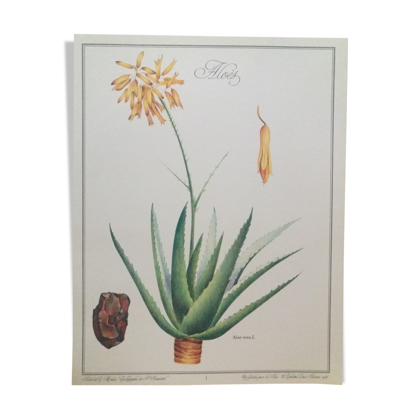 Botanical plank Aloès