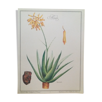 Planche botanique Aloès