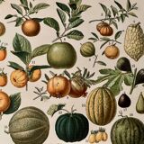 Lithographie sur les fruits (abricot) de 1897