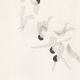 Diver