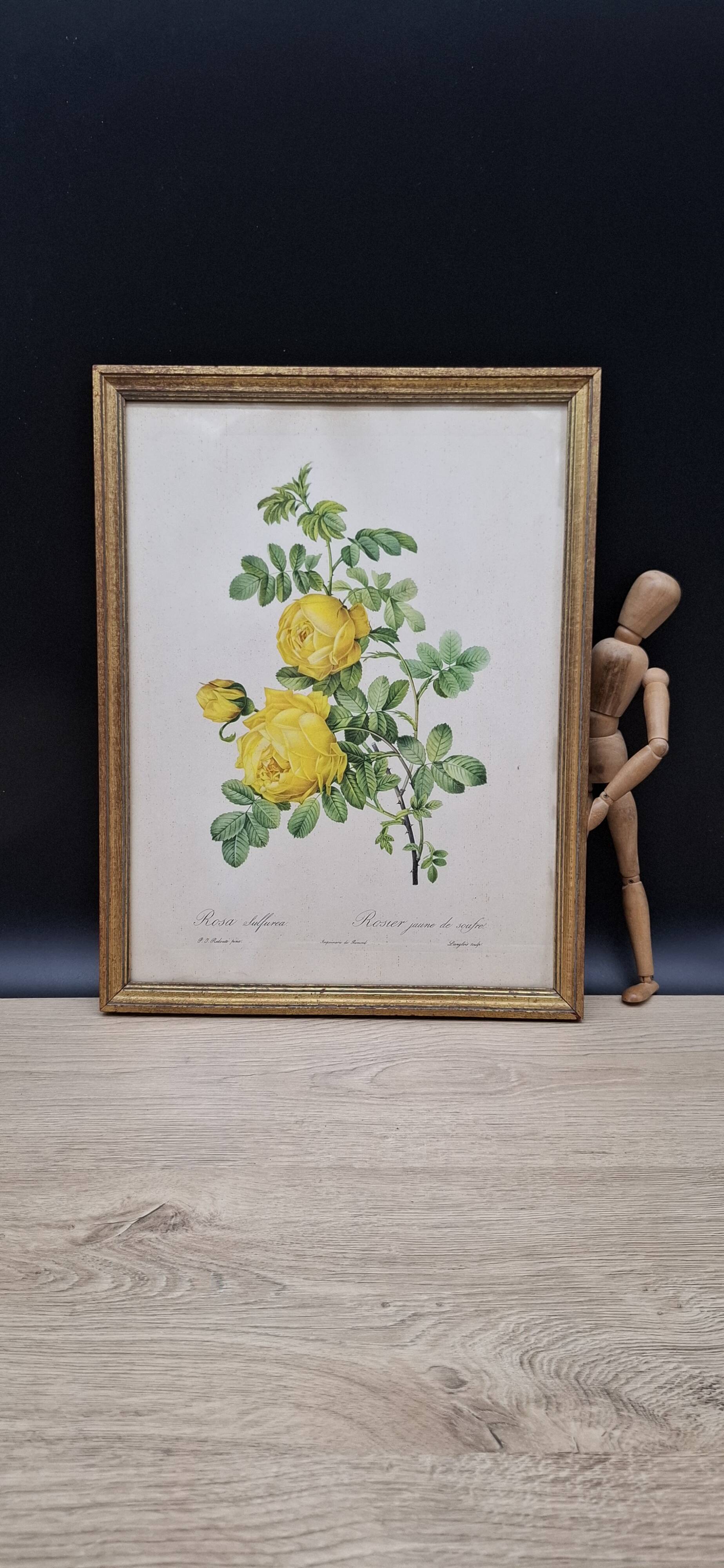 Botanical lithograph Yellow Sulphur Rose PJ Redouté