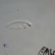 Plate David Johnston oriental décor monochrome black J. Vieillard Bordeaux