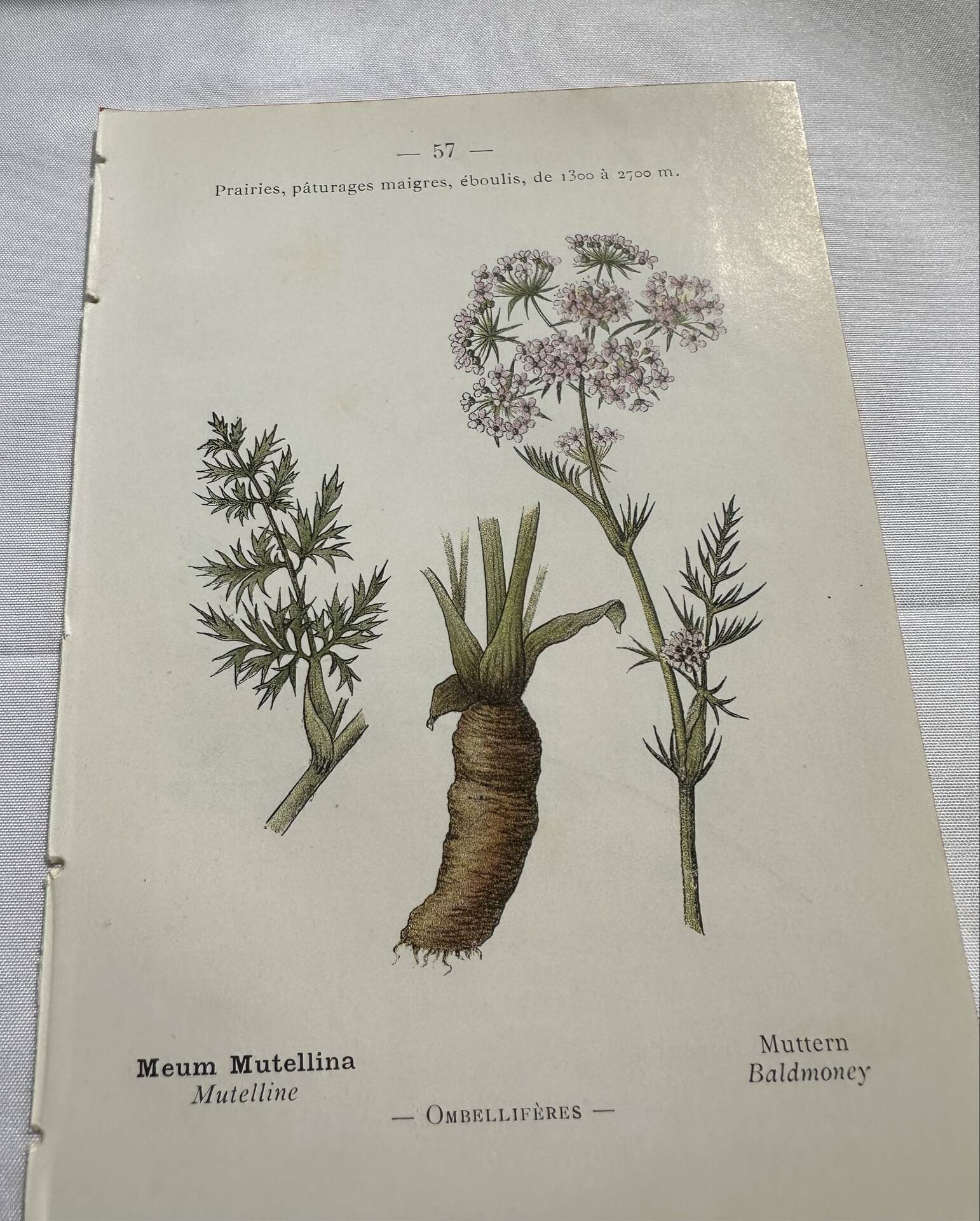 Old botanical plate 1800 France flower and plants nature