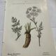 Old botanical plate 1800 France flower and plants nature
