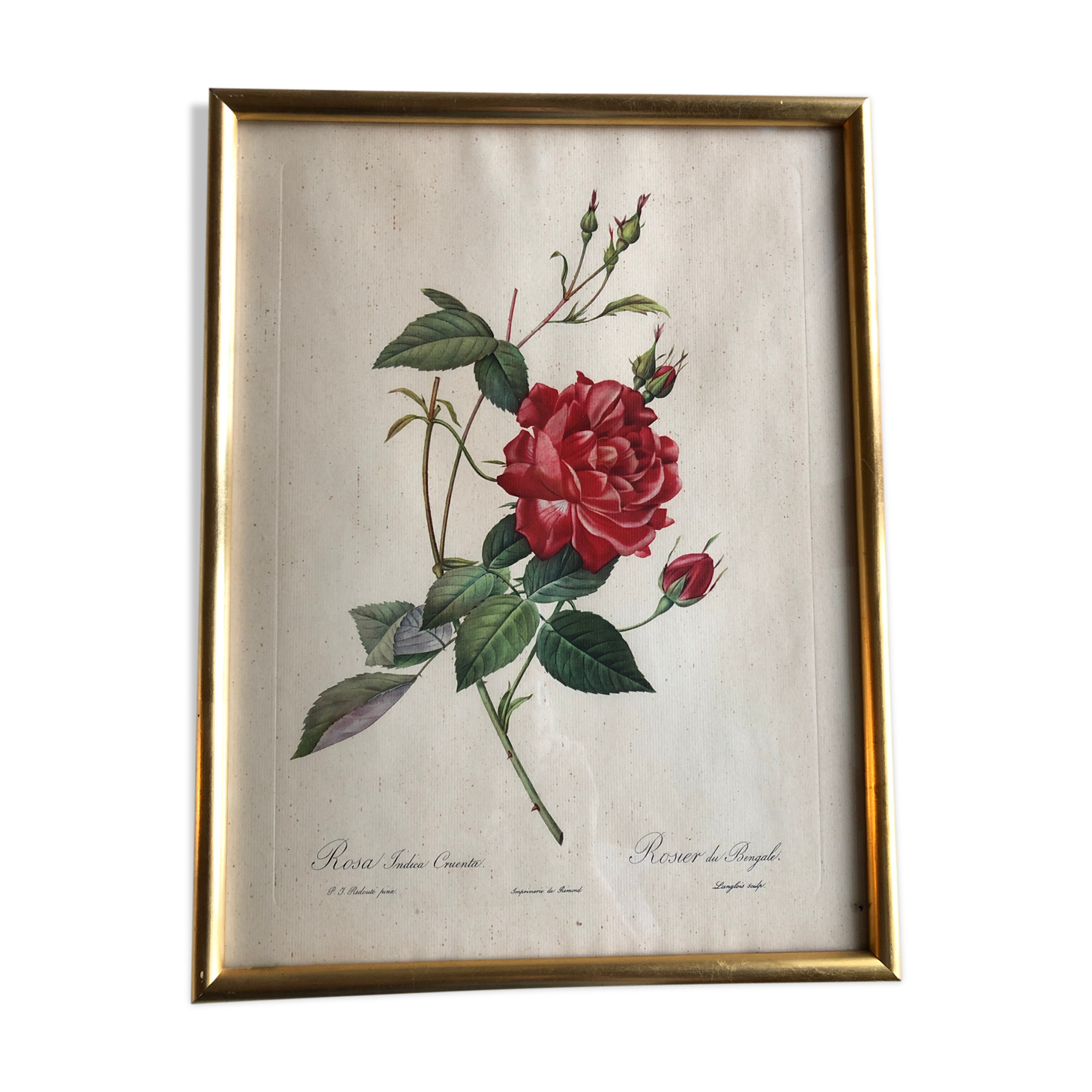 Botanical plank under glass Dreaded Bengal Rose