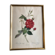 Botanical plank under glass Dreaded Bengal Rose