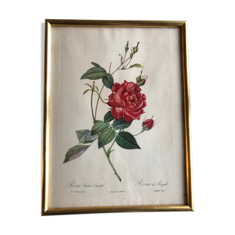Botanical plank under glass Dreaded Bengal Rose
