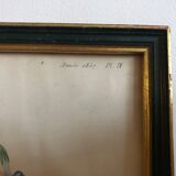 Botanical vintage illustration